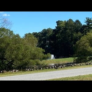 Meet your Posher, Archie